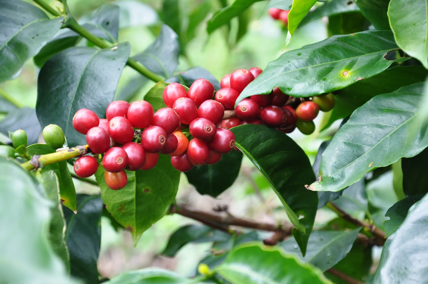 Colombia Geisha, 200g