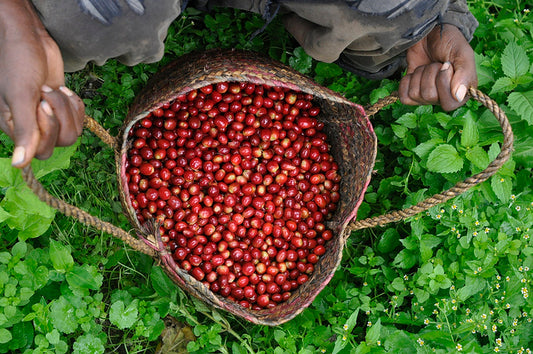 Colombia Geisha, 200g